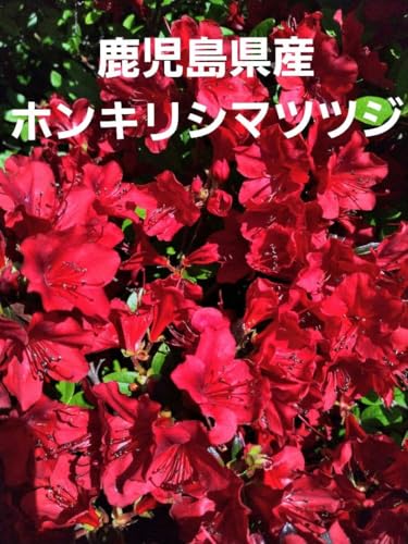 キリシマツツジ」の人気商品一覧 | 安い商品を通販サイトから探す